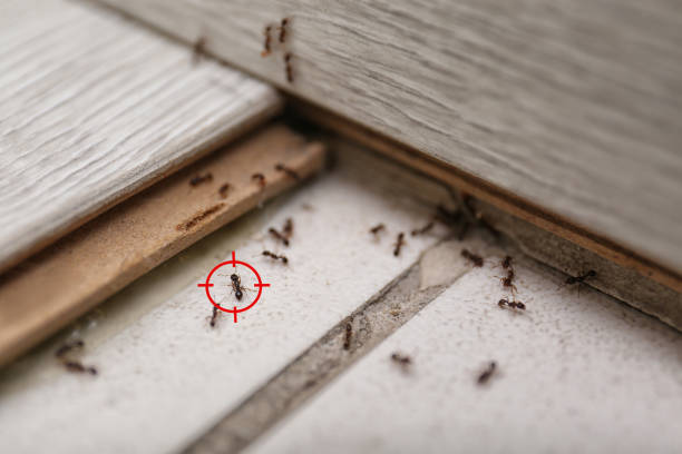 Best Pest Prevention Services  in Lyles, TN