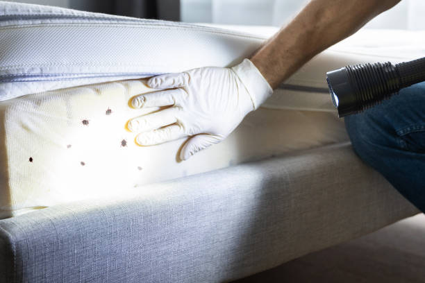 Best Pest Removal Services  in Lyles, TN