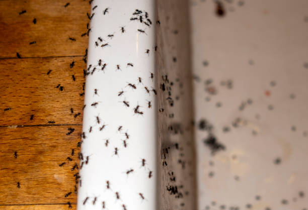 Pest Control Cost in Lyles, TN